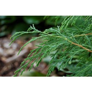 Arborvitae