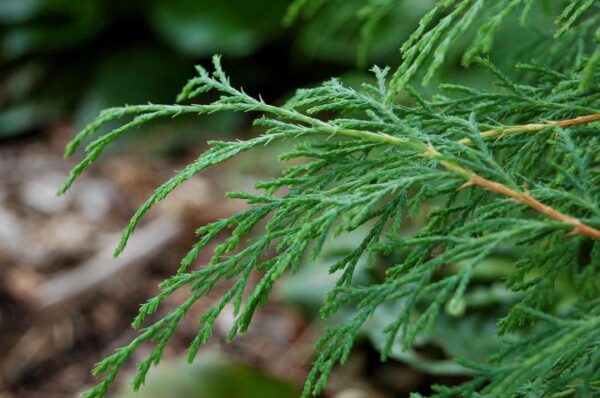 Arborvitae