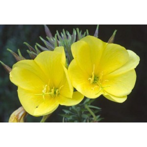 Evening Primrose Carrier Oil