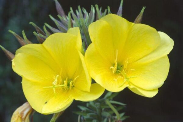 Evening Primrose Carrier Oil