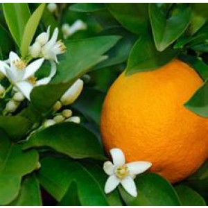 Neroli