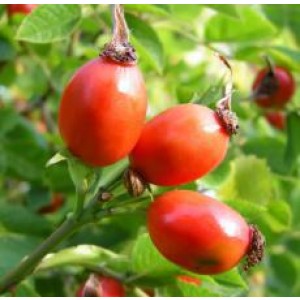 Rosehip Carrier Oil