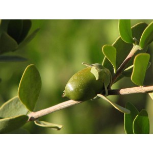 Jojoba Golden Carrier Oil