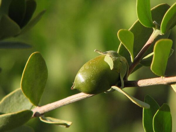 Jojoba Golden Carrier Oil