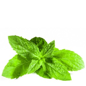 Spearmint