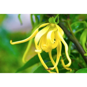 Ylang Ylang