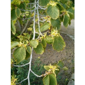 Witch Hazel