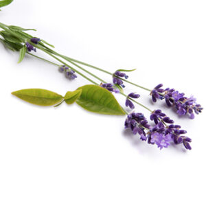 Lavender Tea Tree