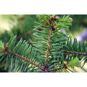 Balsam Fir organic