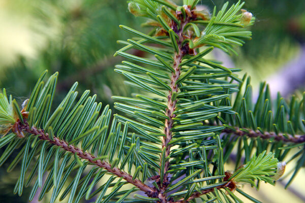 Balsam Fir organic