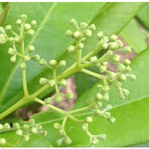 Allspice