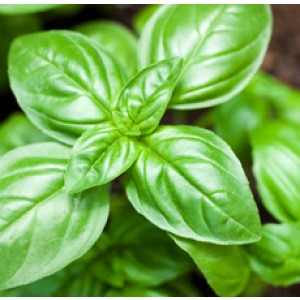 Basil (Sweet)