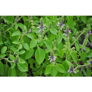 Basil, Holy (Tulsi)