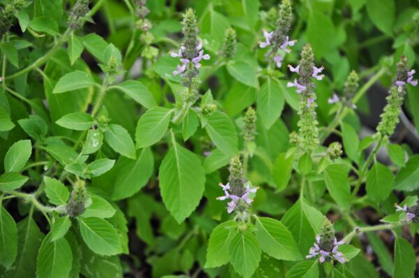 Basil, Holy (Tulsi)