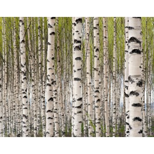 Birch (Sweet)