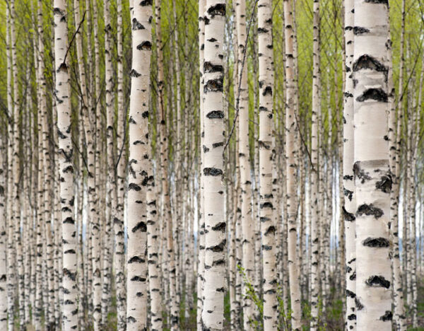 Birch (Sweet)