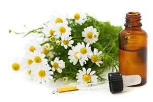 Chamomile (Roman)