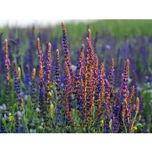 Clary Sage organic