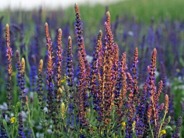 Clary Sage organic