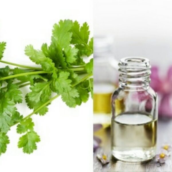 Coriander