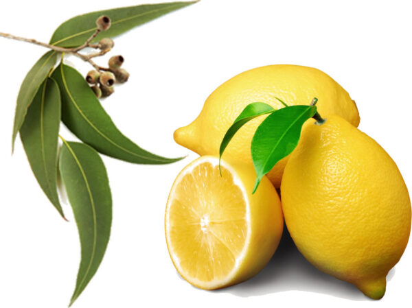 Eucalyptus Lemon