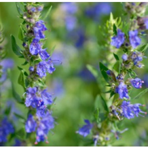 Hyssop