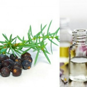 Juniper Berry Organic