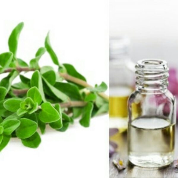 Marjoram