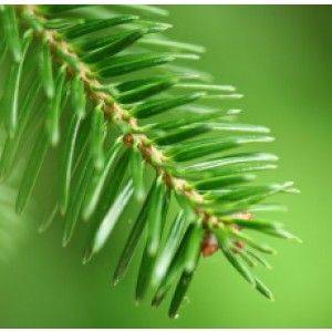 Fir Needle